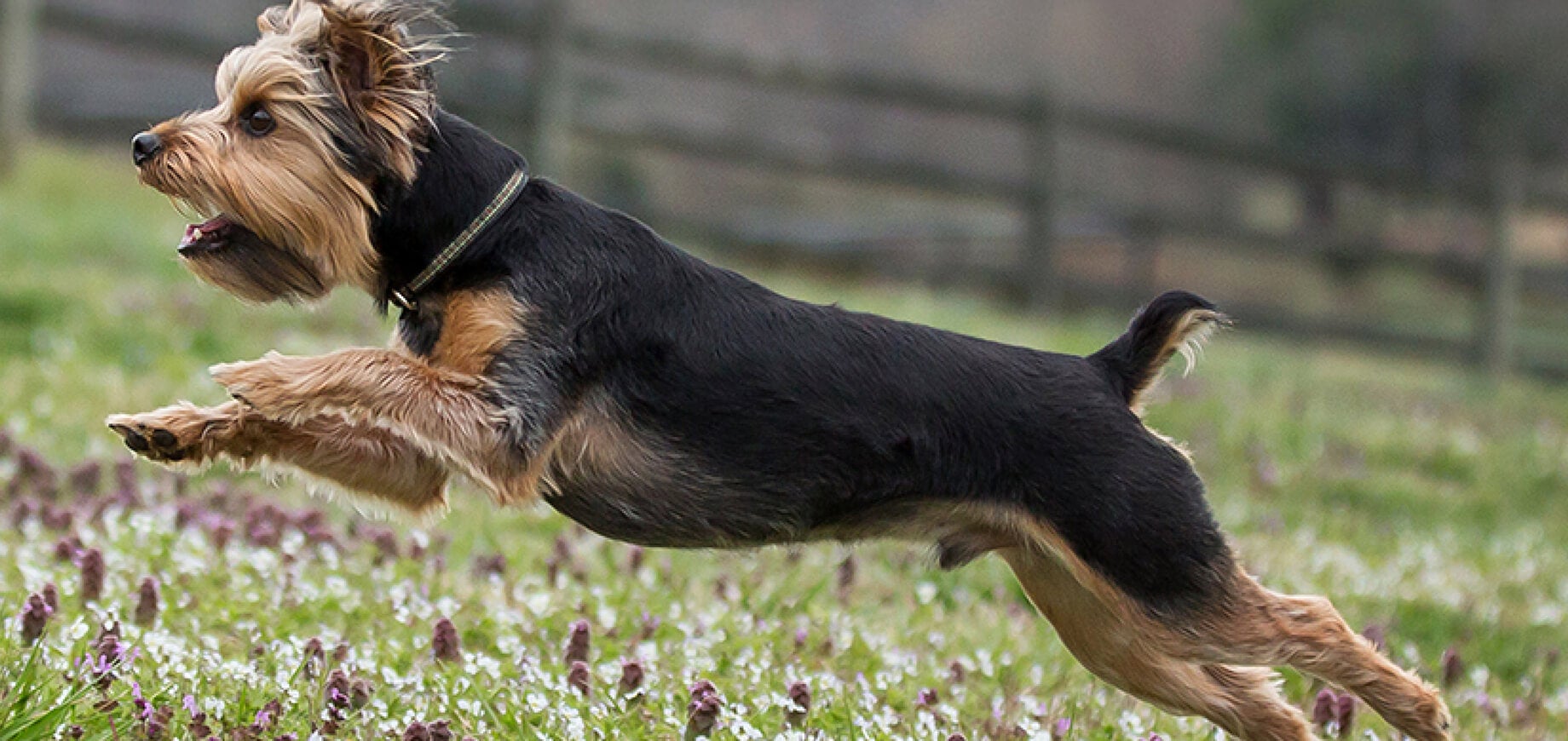 10 Best Games to Play With Your Dog