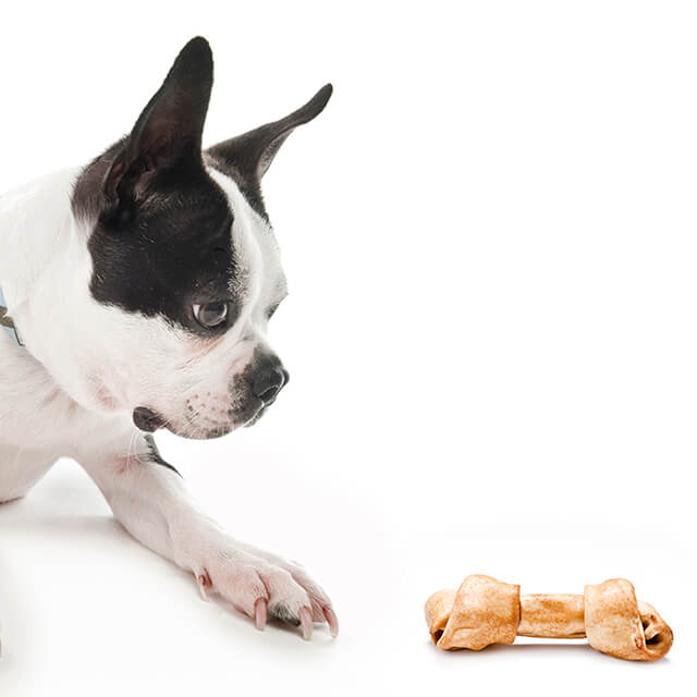 Calcium, phosphorus and your dog mobile