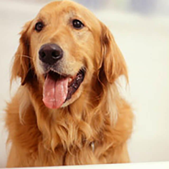 Train Your Dog To Shake Paws