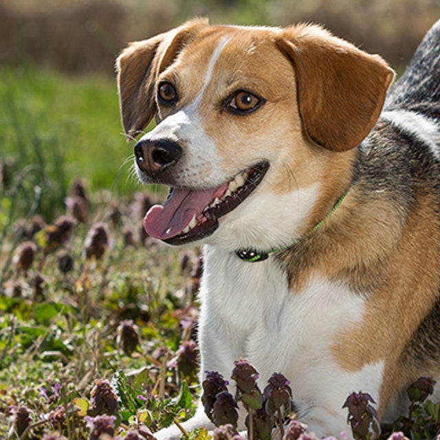 Teach your dog to sit