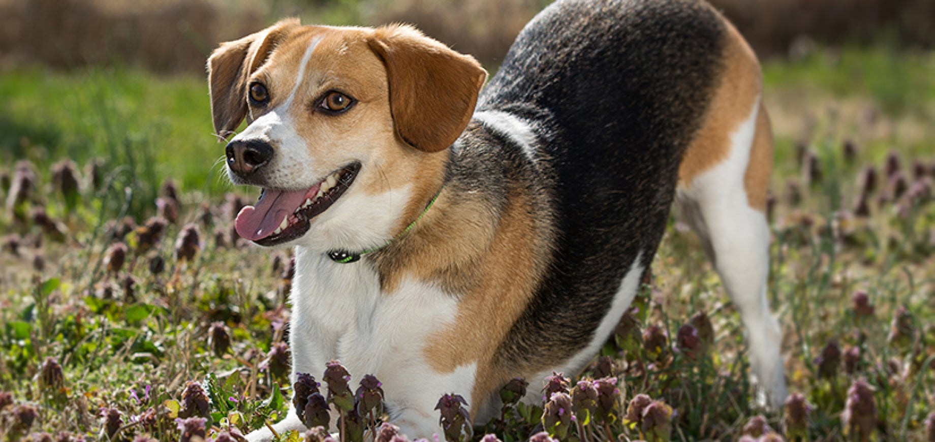 Teach your dog to sit