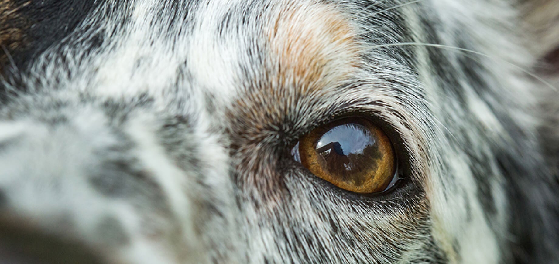 The Dog Dentition and The Purpose of Each Teeth