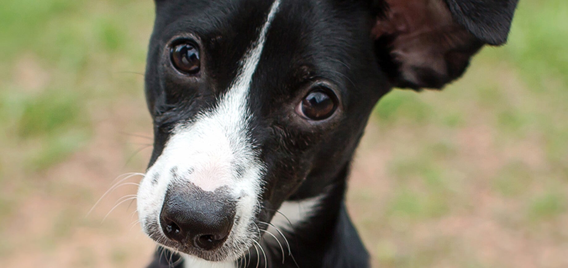 How to Potty Train Your Puppy