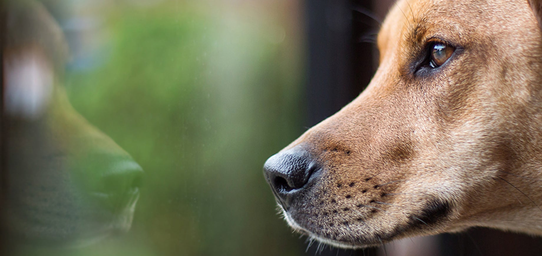 Which breed of dog is right for you?