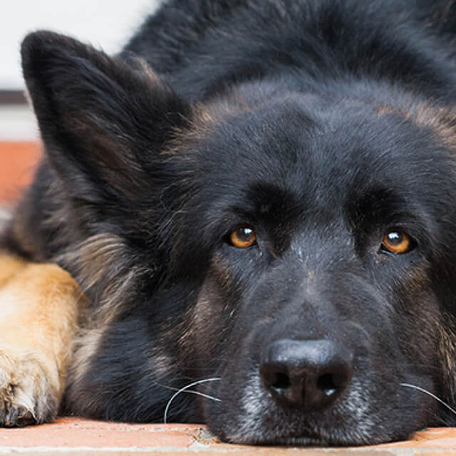 How to wean a puppy?