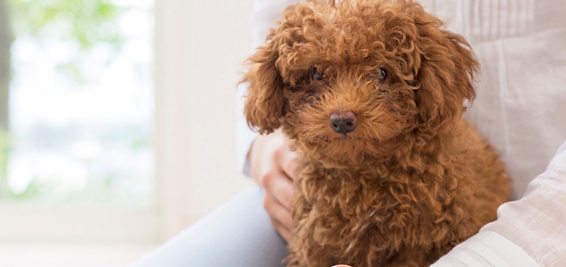 What do I feed my puppy?