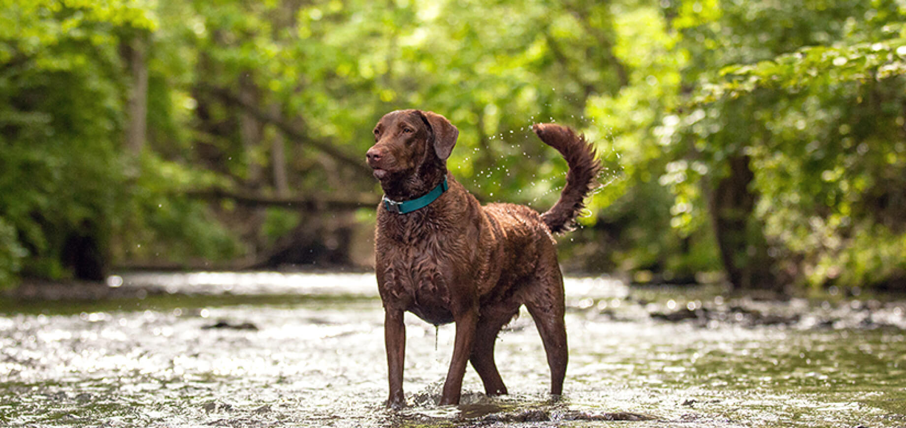 Help your dog understand you