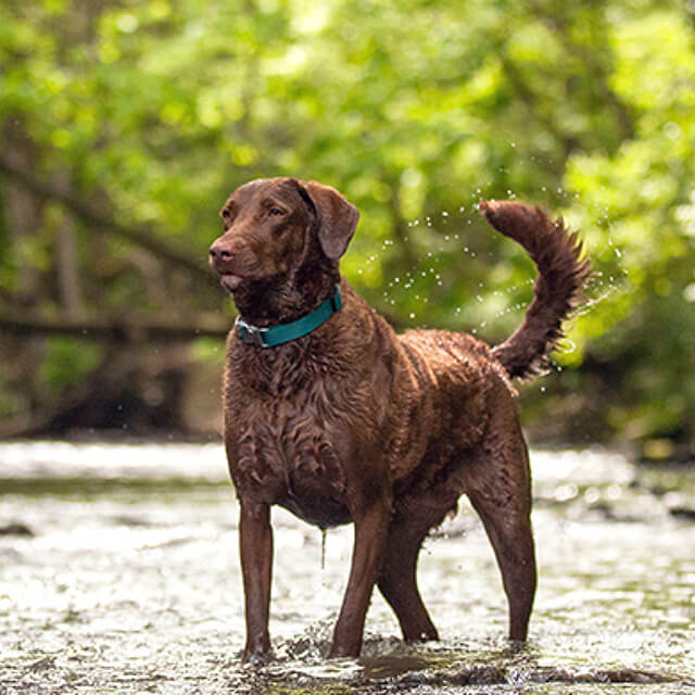 Help your dog understand you
