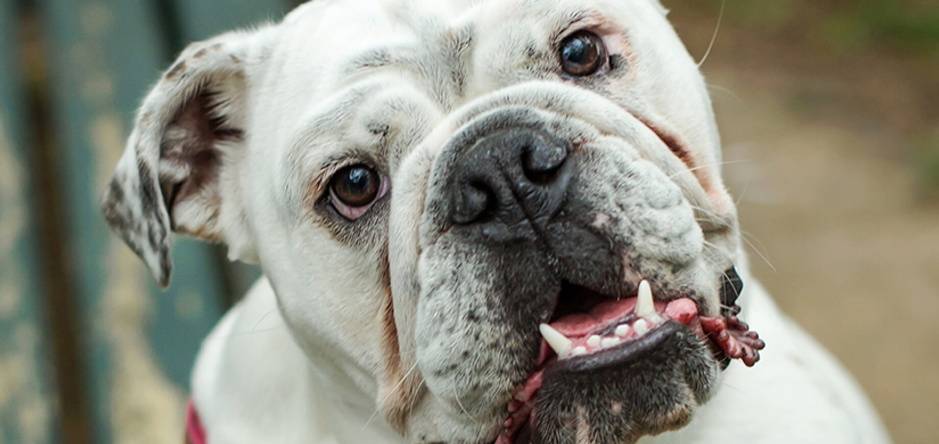 Want to try a different puppy food?