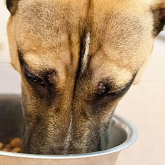 How to Remove Dog Teeth Tartar and Plaque