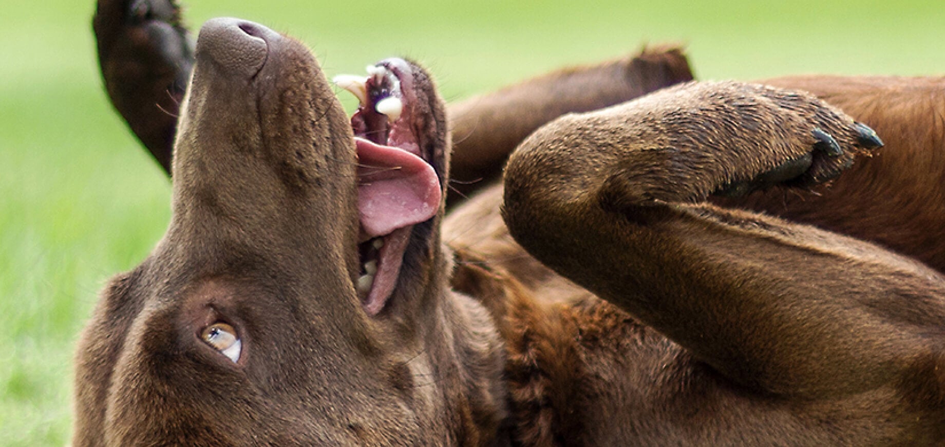 6 Tips To Make Dog Training Easy