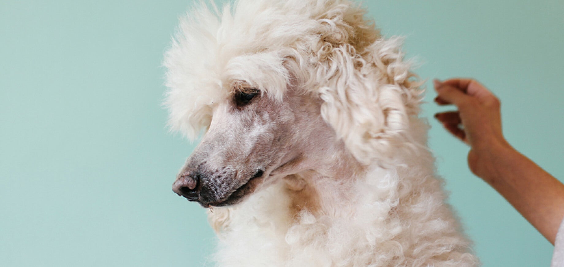 How to manage a stressed dog