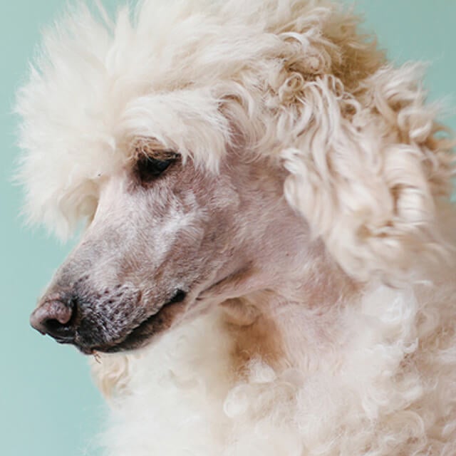How to manage a stressed dog