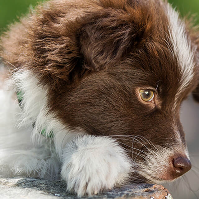 Combating your dog’s odour