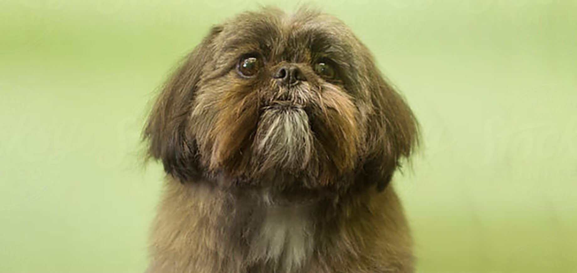 Choosing a puppy