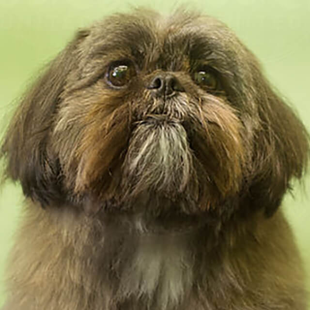 Choosing a puppy