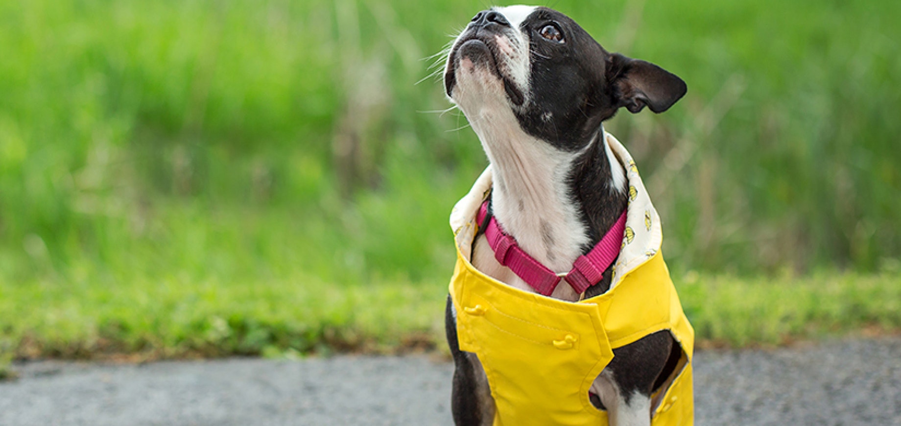 First Aid for your pet