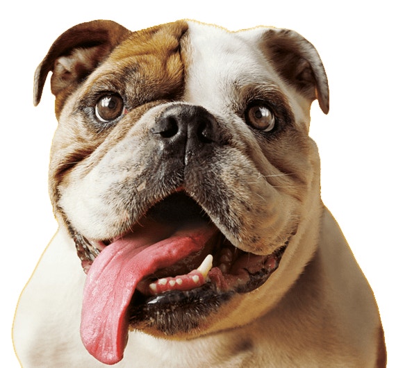 White and brown English Bulldog with tongue hangin out