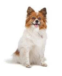 Papillon