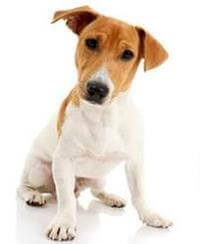 Jack Russell