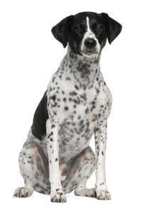 Pointer
