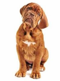 American Cocker Spaniel