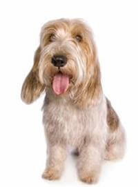 Petit Basset Griffon Vendéen