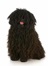 Puli