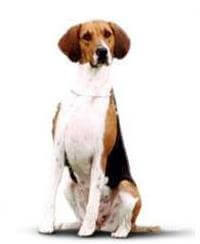 Foxhound