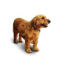 Basset Fauve De Bretagne