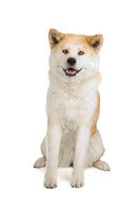 Akita