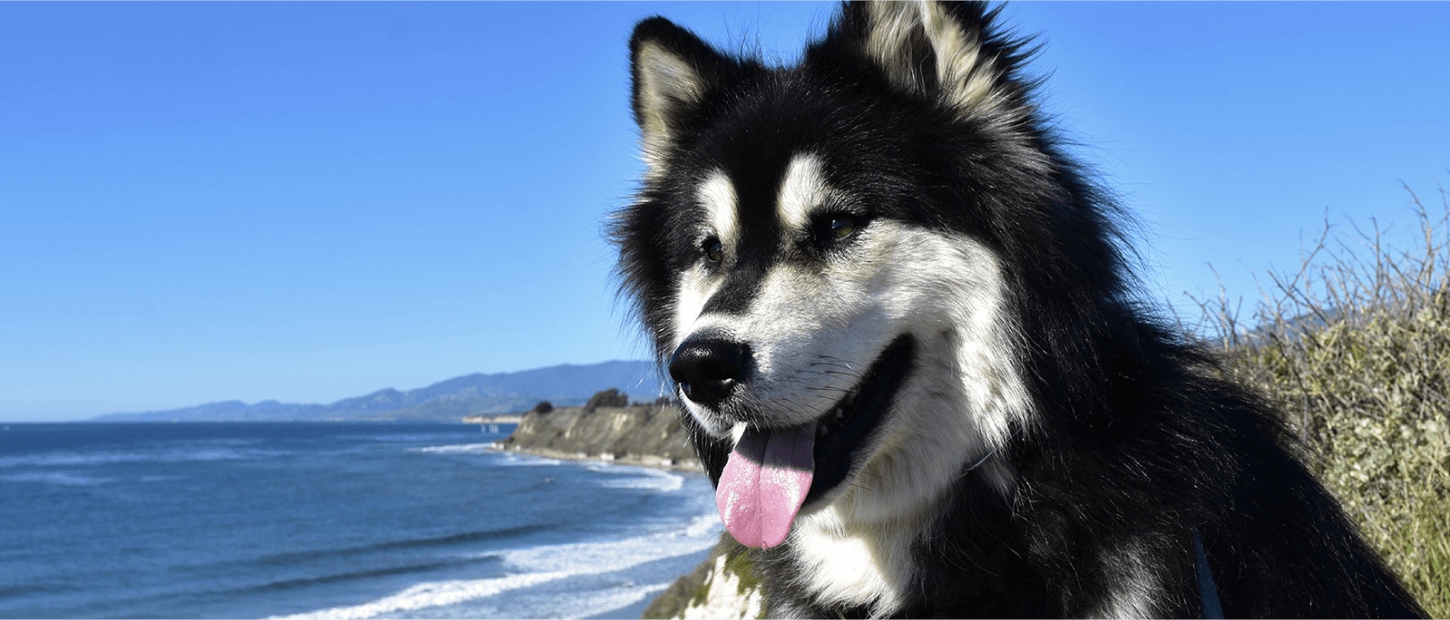 Benefits of High Protein Dog Food