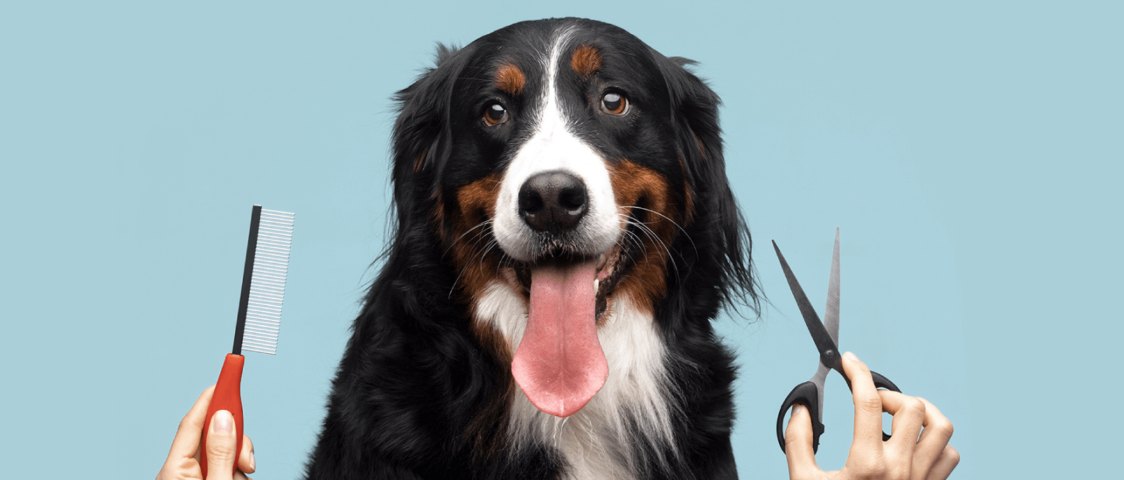 Benefits of Protein For Your Dog's Skin & Coat