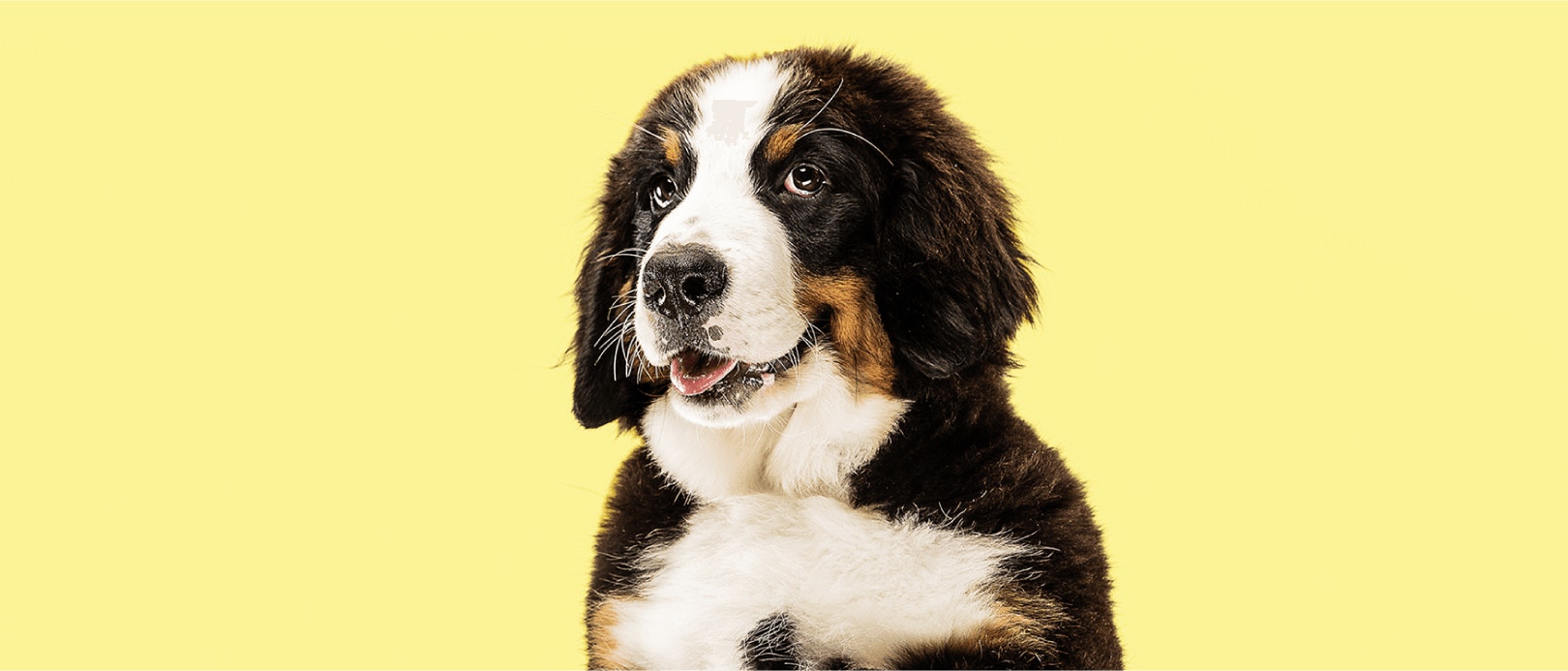 4 Different Sources of Protein For Dogs