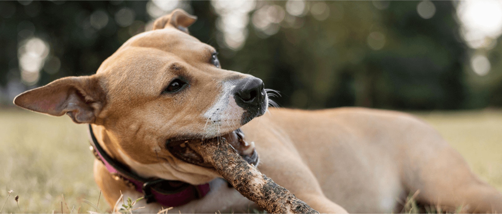 How Much Protein Is In Pedigree® PRO High Protein Product