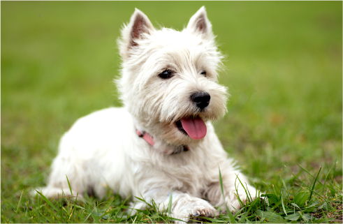 Is A High-Protein Diet Good For Your Dog