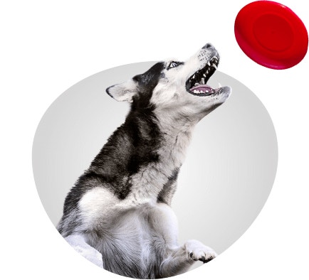 pro medium large breed