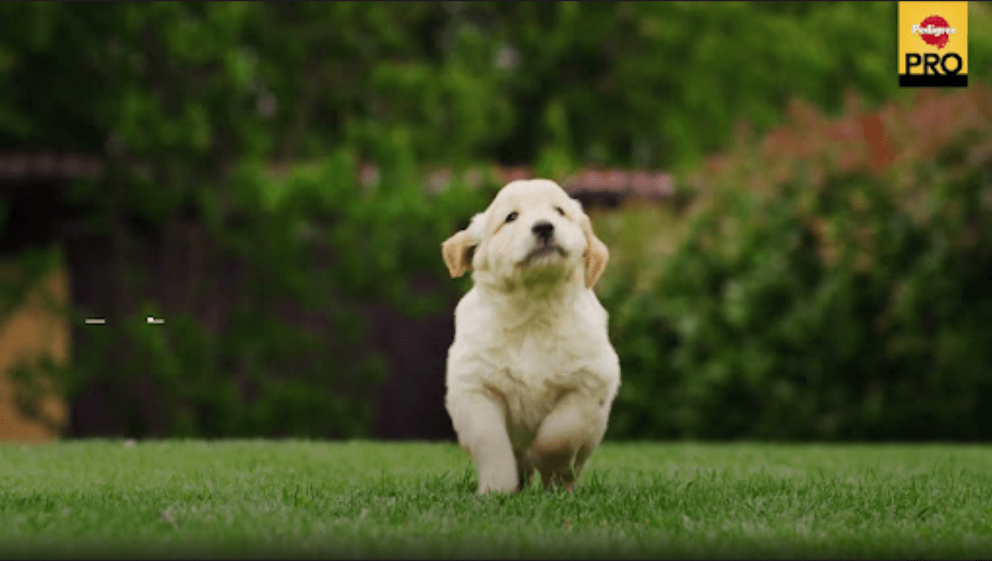 Puppy