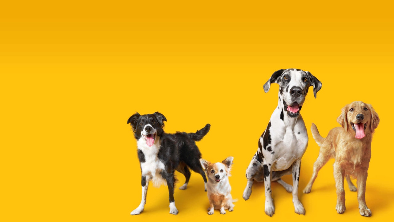 explore-pedigree-dog-food-products-pedigree-malaysia