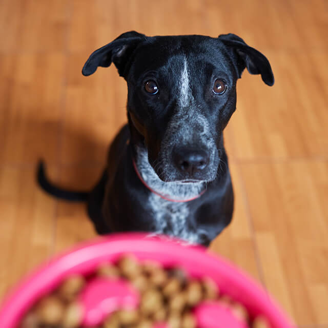 7 Essential Dog Food Ingredients