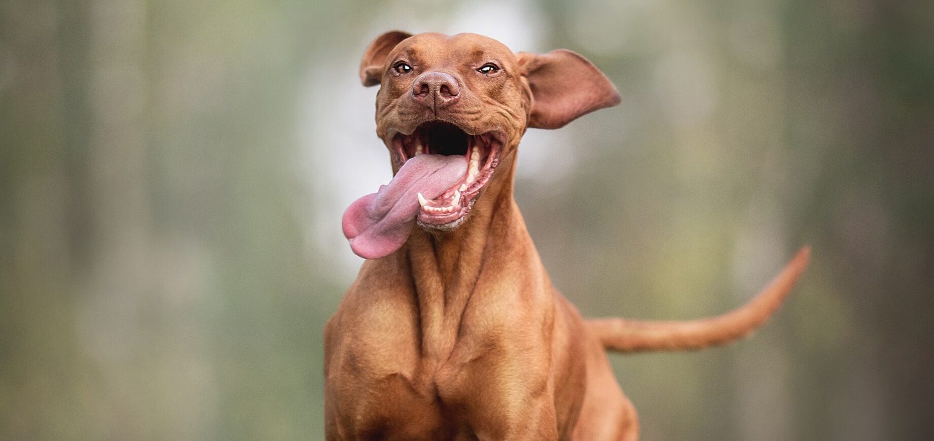 4 Reasons Why Dogs Stick Their Tongues Out?