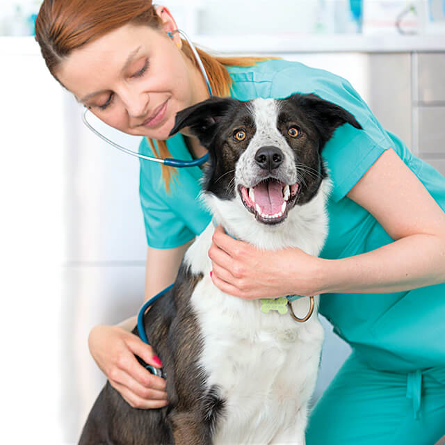 Hot Spots in Dogs