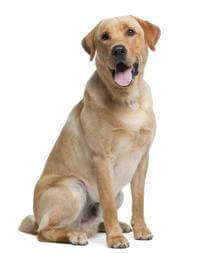 Labrador