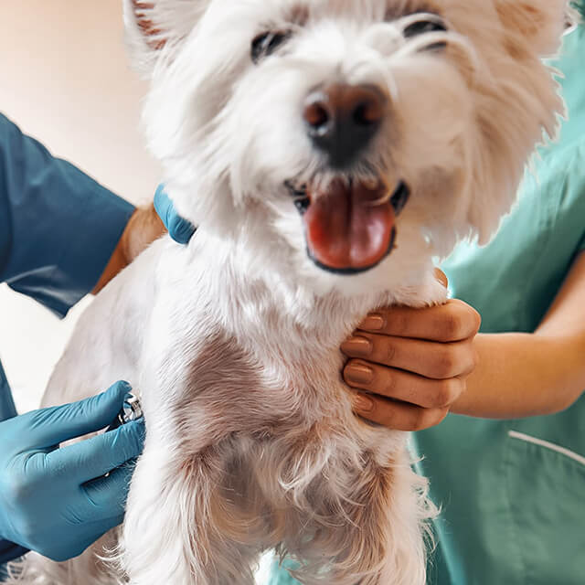 Canine Distemper
