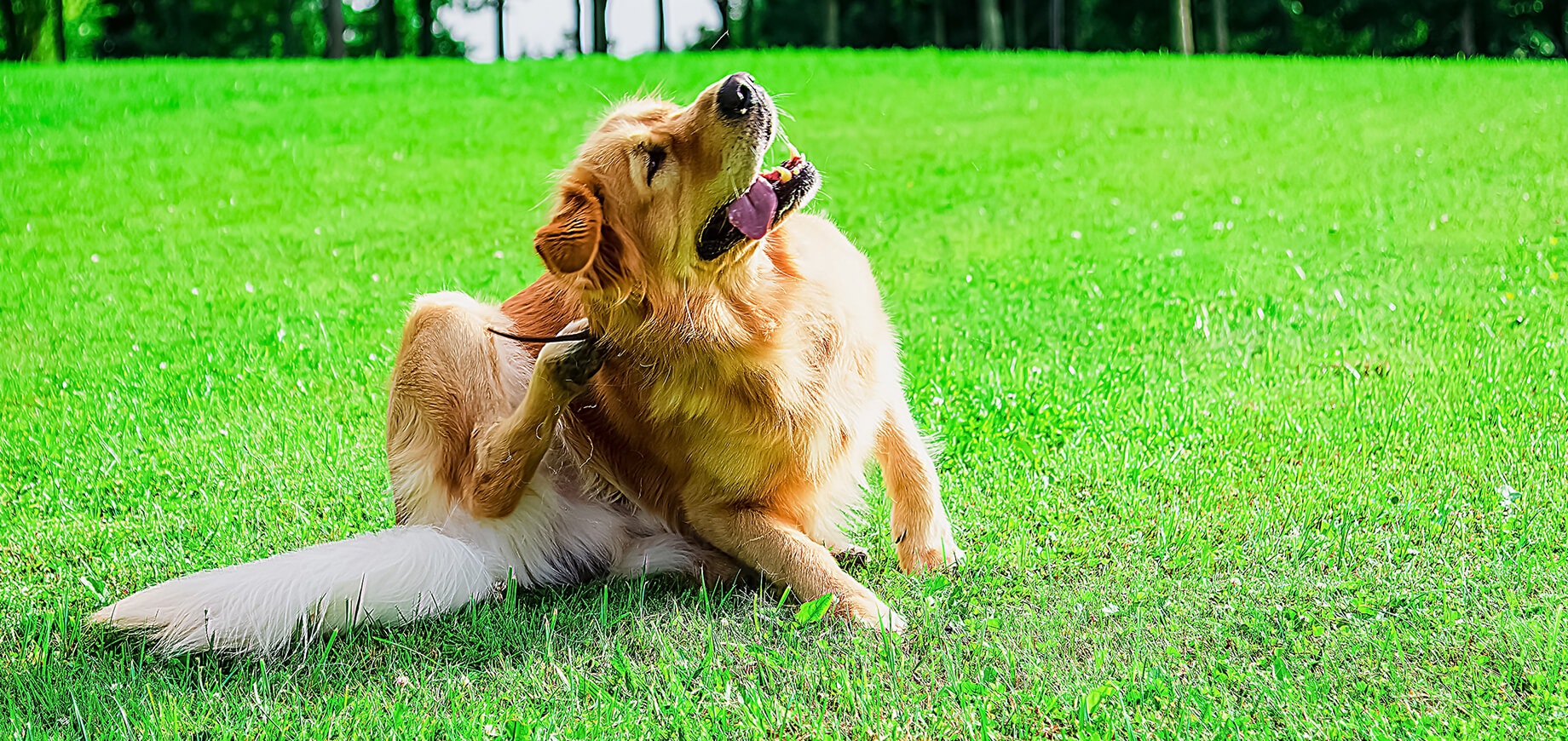 Fungal Infection in Dogs: Causes, Symptoms, Prevention & Treatment