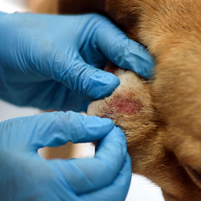 Ringworm in Dogs