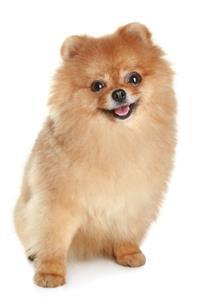 Japanese Spitz Breed - Dog & Puppy Information & Characteristics