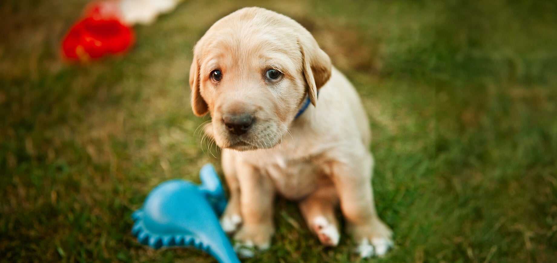 Why Is My Puppy Crying How To Stop Puppy From Whining Pedigree Malaysia