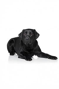 Black Golden Retriever