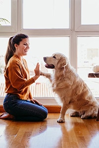 Golden Retriever Dog Lifespan